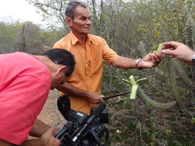 Seu Luiz mostrando os segredos da flora do sertão, úteis a sobrevivência em uma região seca