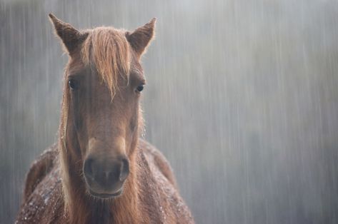 cavalo-na-chuva-143204