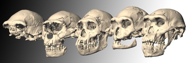 Imagem computadorizada dos cinco crânios descobertos em Dmanisi (ordenados de 1 a 5). Crédito: M. Ponce de León e Ch. Zollikofer, Universidade de Zurique